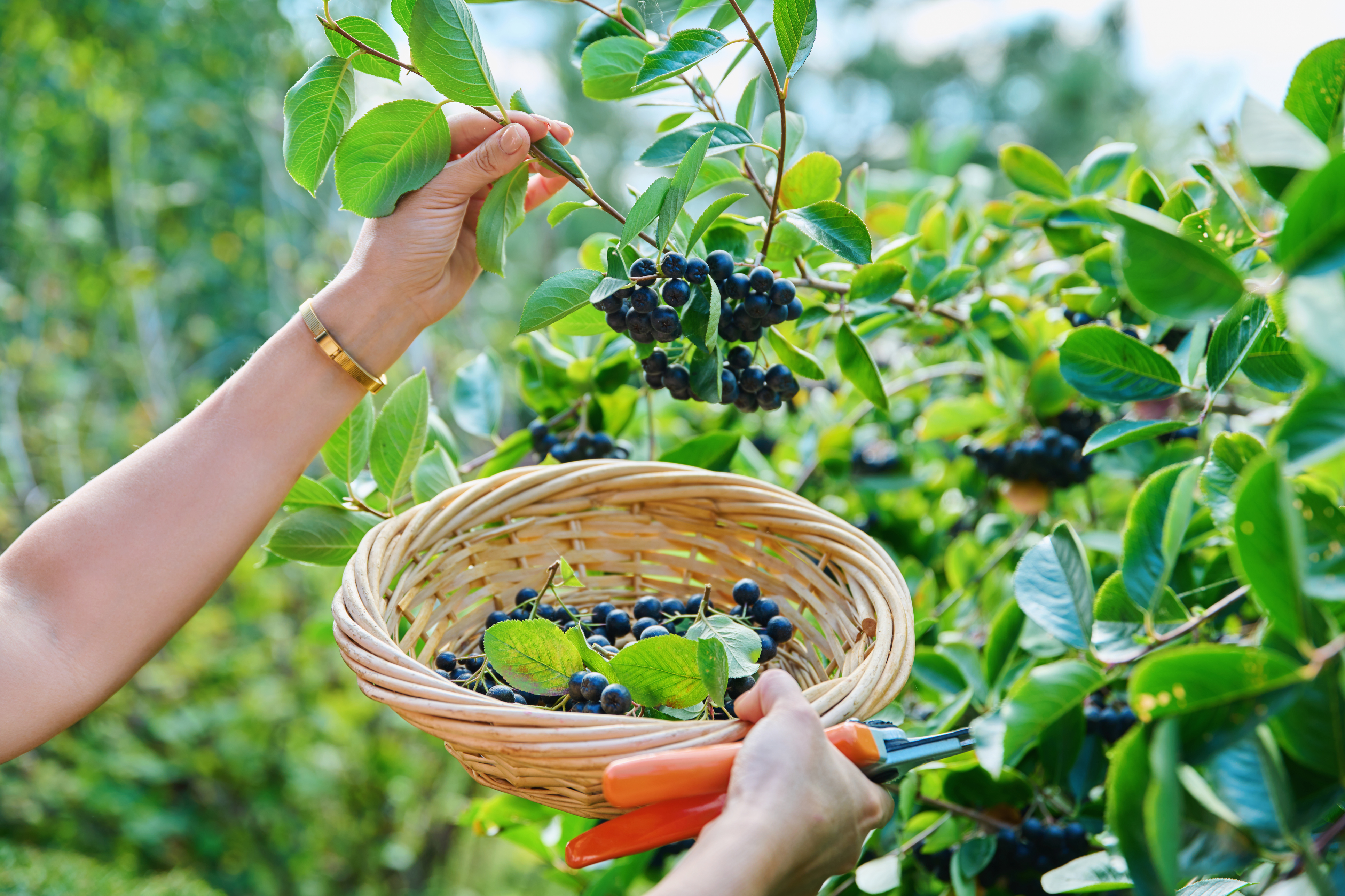 Image of someone holding a basket of berries.