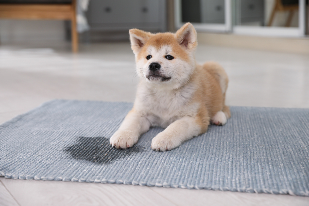 Check out how to manage pet odours in your apartment.