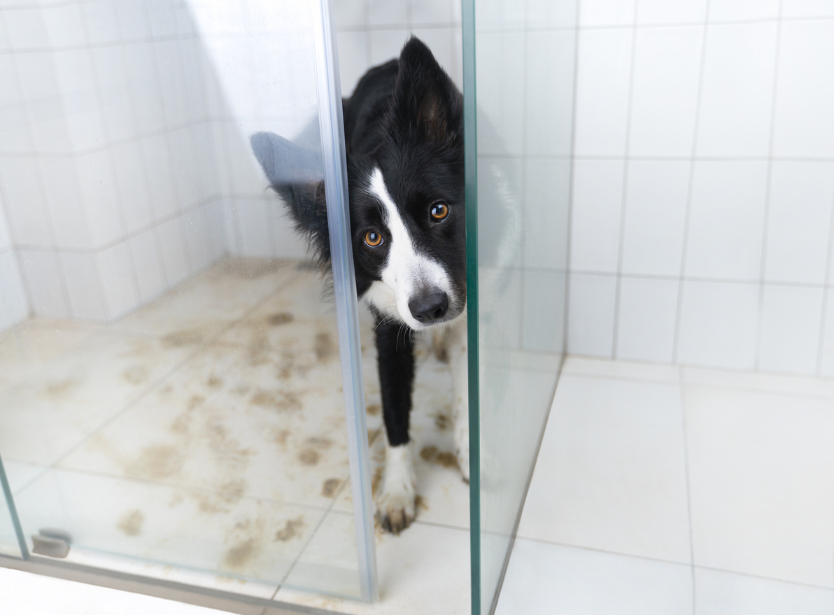 Find out how to manage pet mud and messes in your rental home.