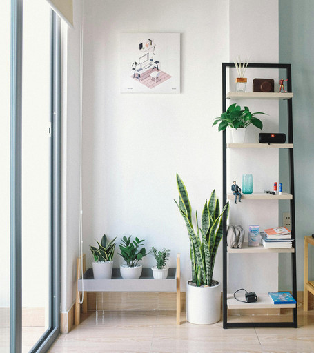 Plants in a room