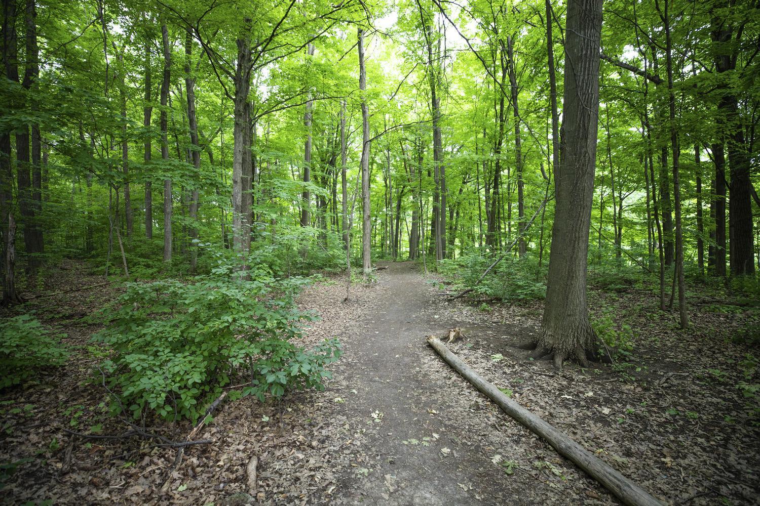 The Elmwoods - Photo 14