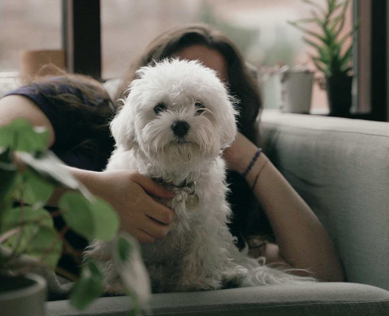 A small white fluffy dog sits on a couch.