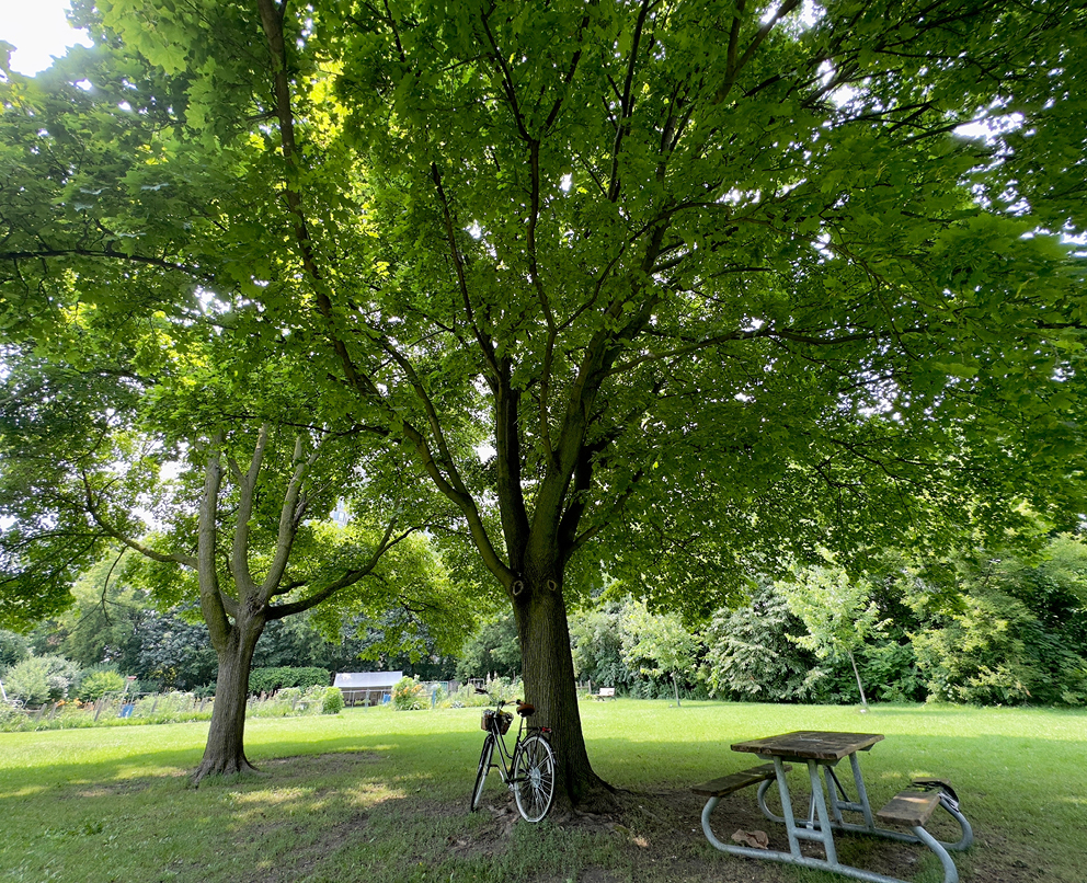 Post Image: Why Etobicoke Is One of the Best Places to Live in the GTA