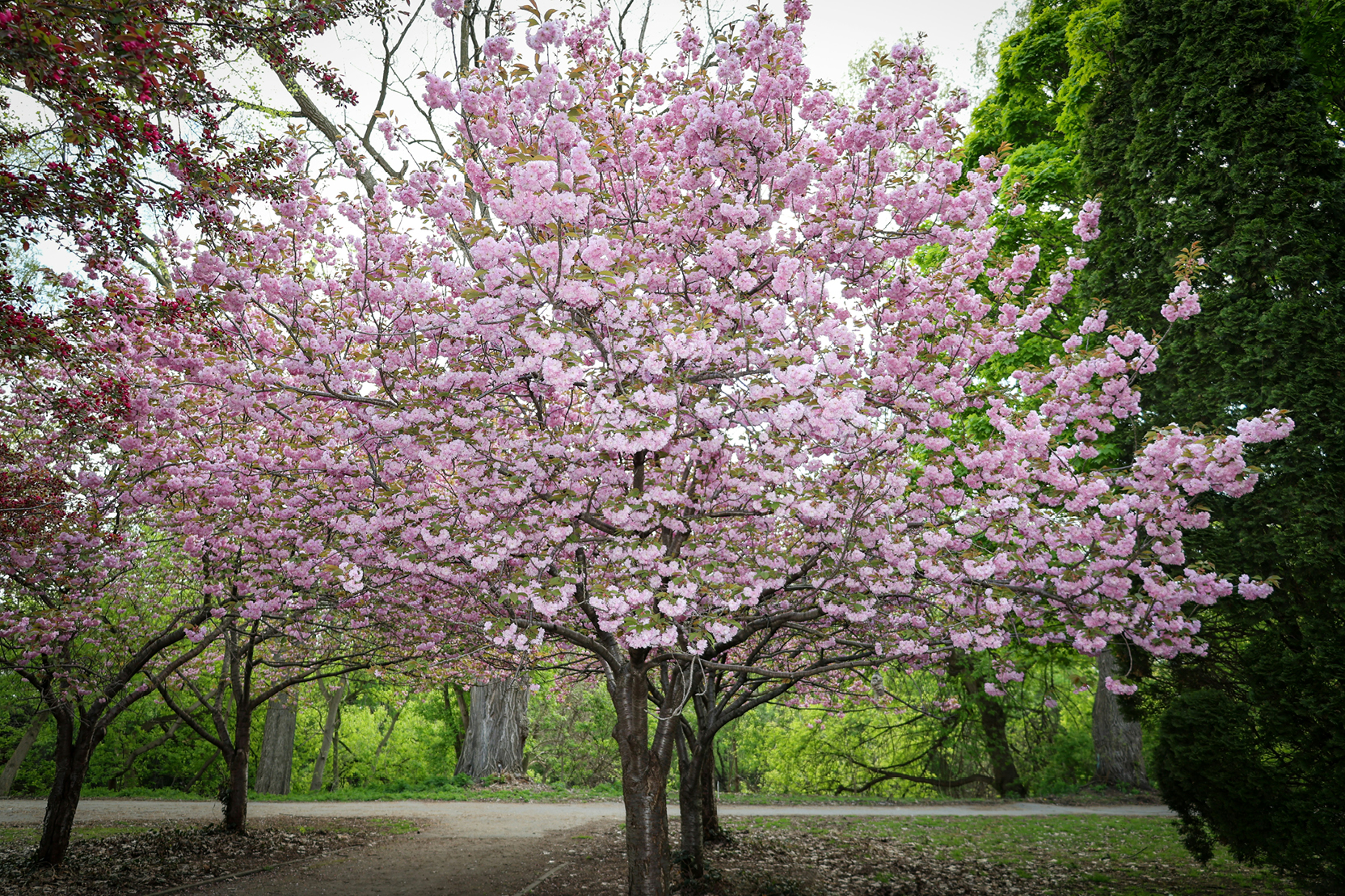 A tree with pink flowers