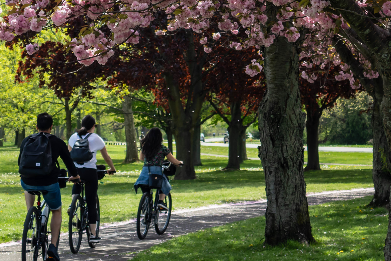 A group of people riding bicycles under trees
