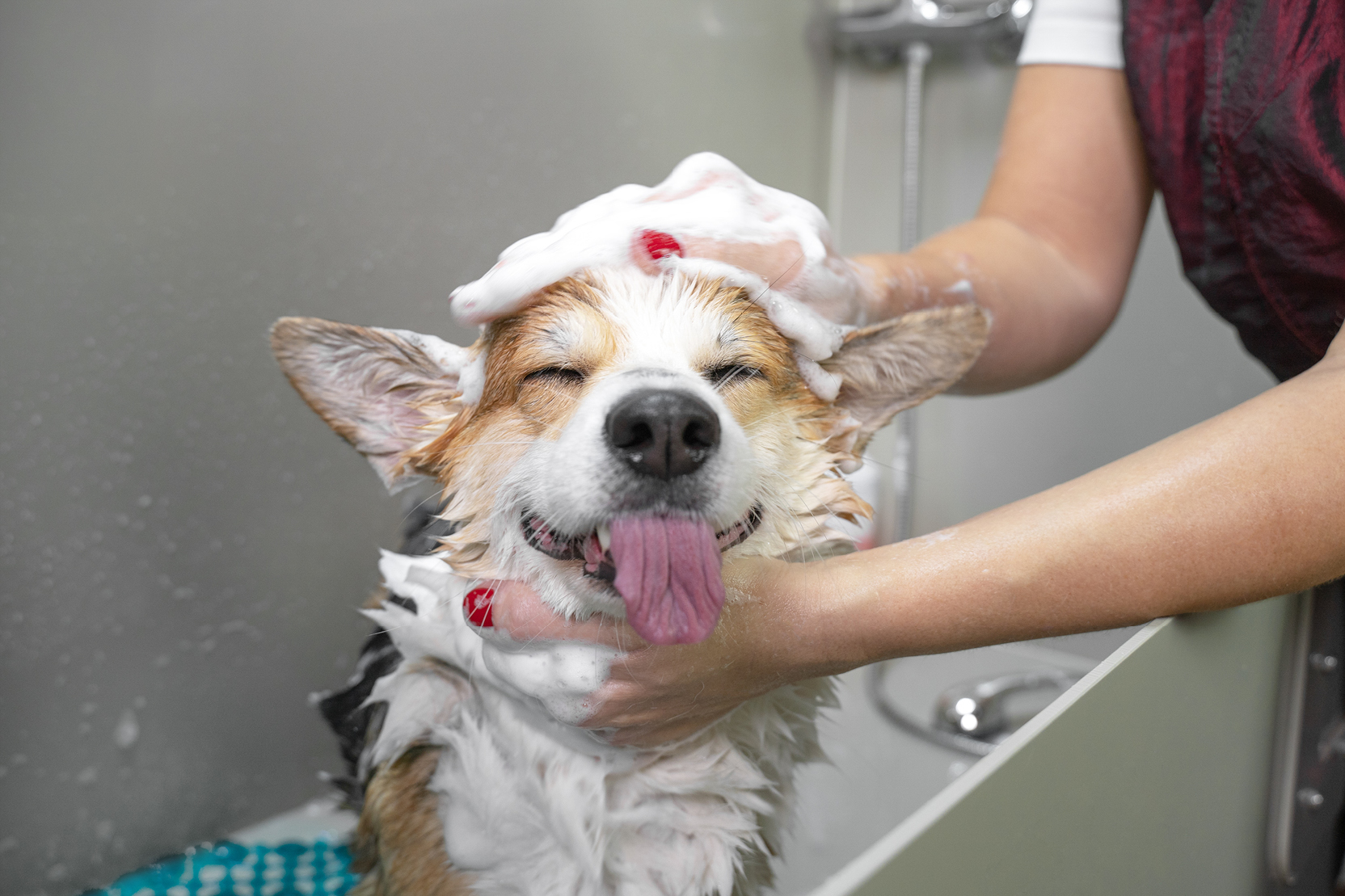 Corgi being bathed at a pet wash station
