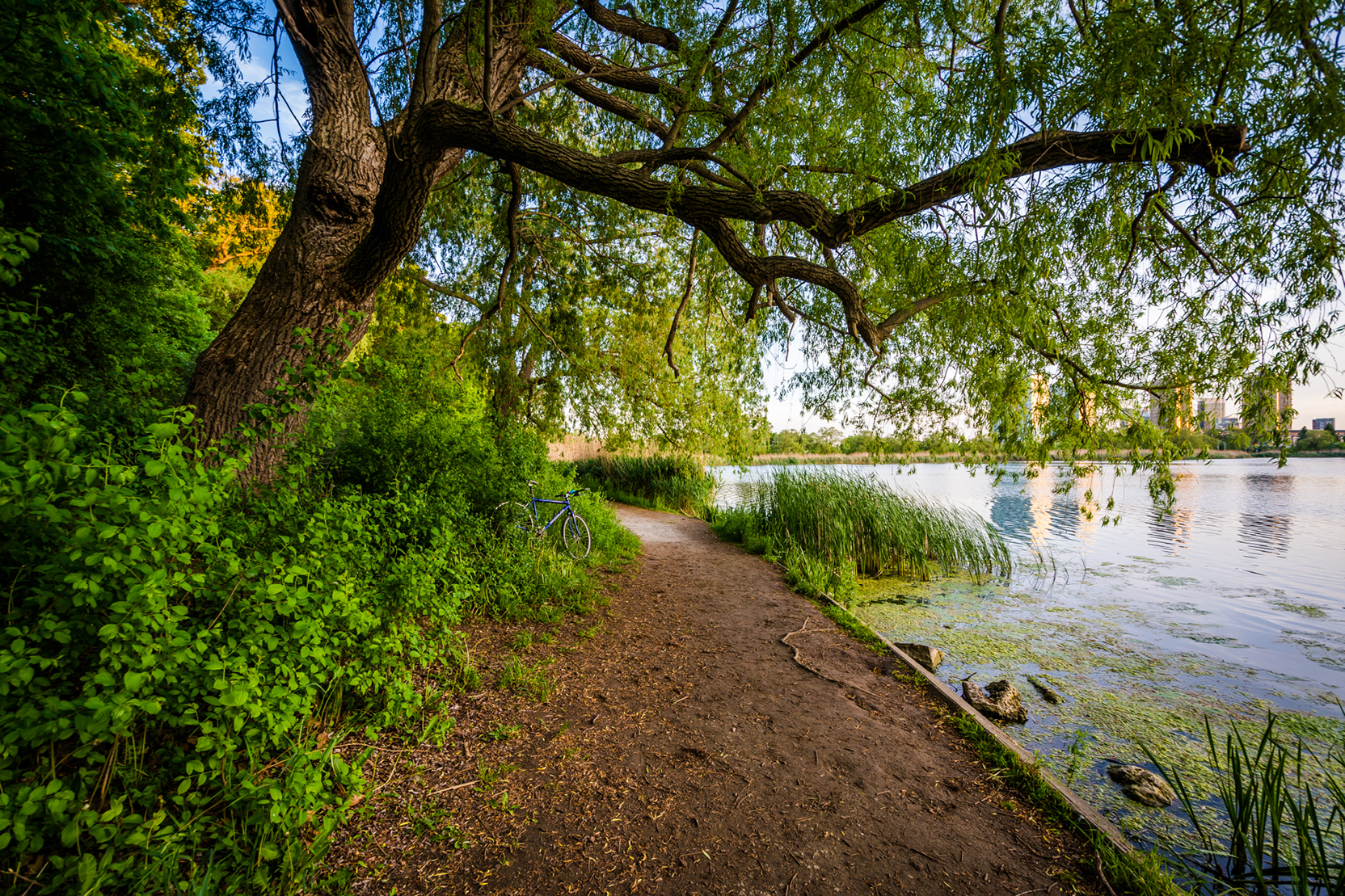 A tree’s branches hang over a walking trail along the Speed River’s edge.