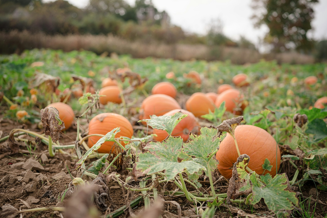 Things to Look Forward to This Fall in Edmonton