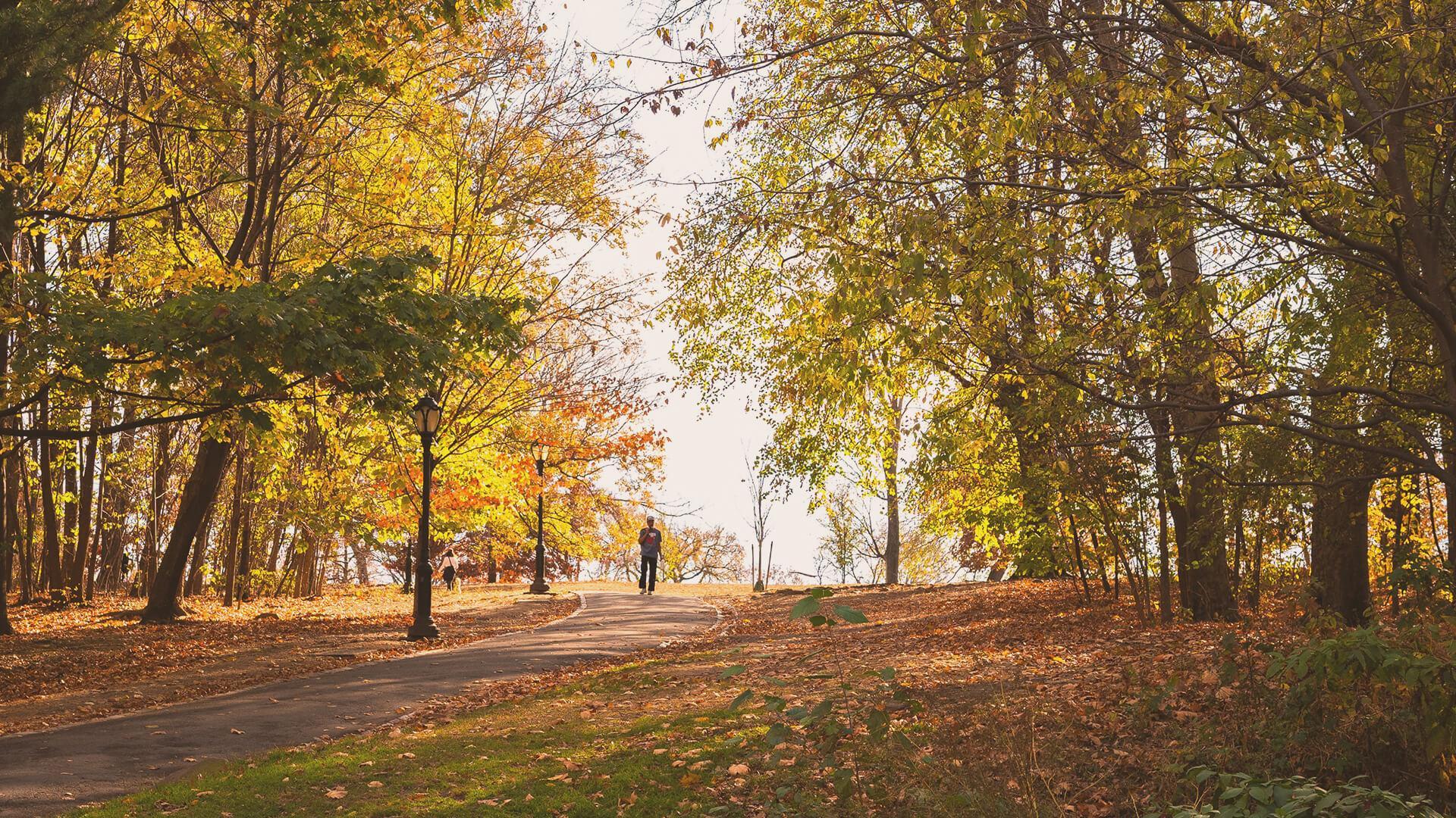 Maple + 41 - Photo 14