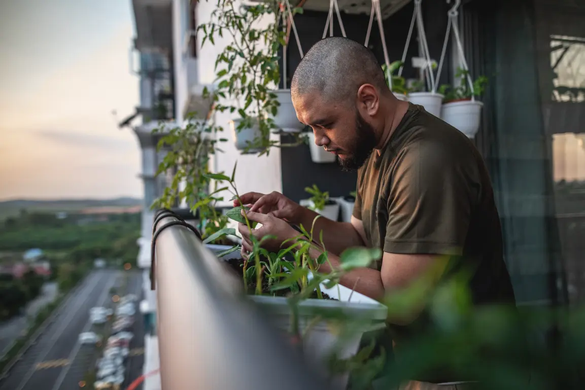 Man caring for potted plants on a balcony garden overlooking a residential street at sunset.