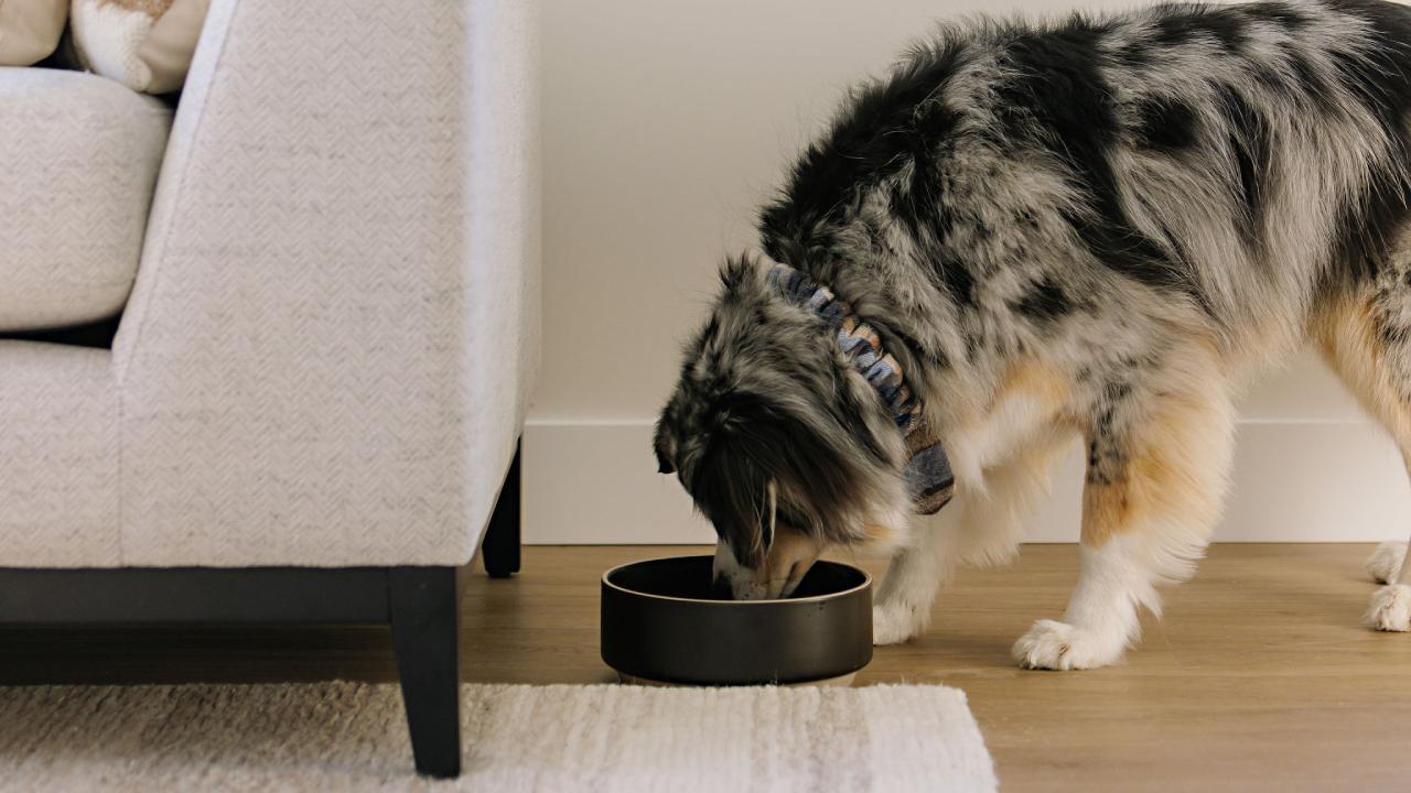 Noble - Photo 37